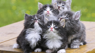 Beautiful-Cats-Wallpapers