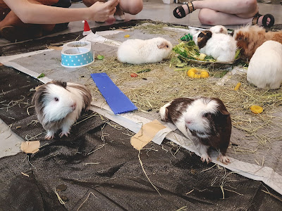 Guinea Pigs in Singapore