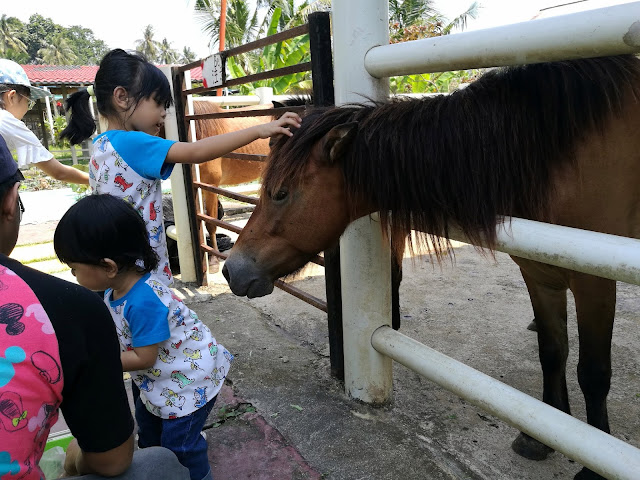 Audi Dream Farm Balik Pulau Penang Petting Zoo Feed Animal