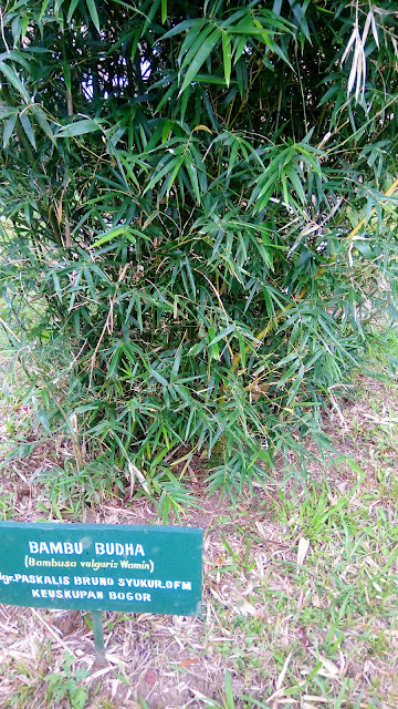 Bambu Budha (Bambusa vulgaris 'Wamin') on Taman Safari Indonesia