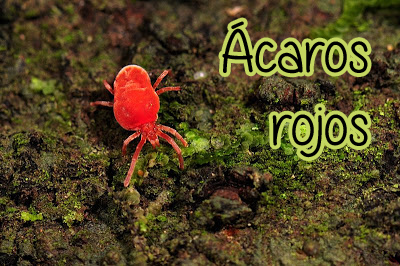 Ácaros rojos, ¿qué puedo hacer contra ellos?