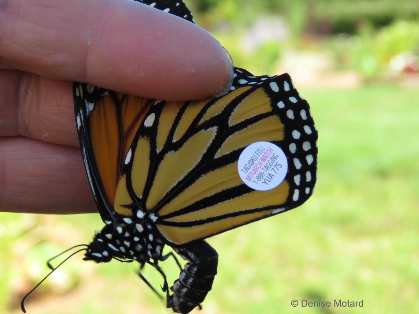 TAGGING MONARCH BUTTERFLIES