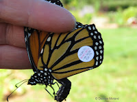 Monarch female with tag YUA 775 getting released - © Denise Motard