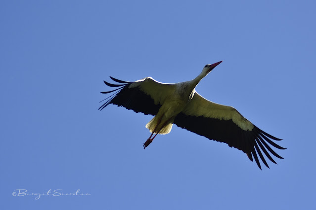 Storch im Flug