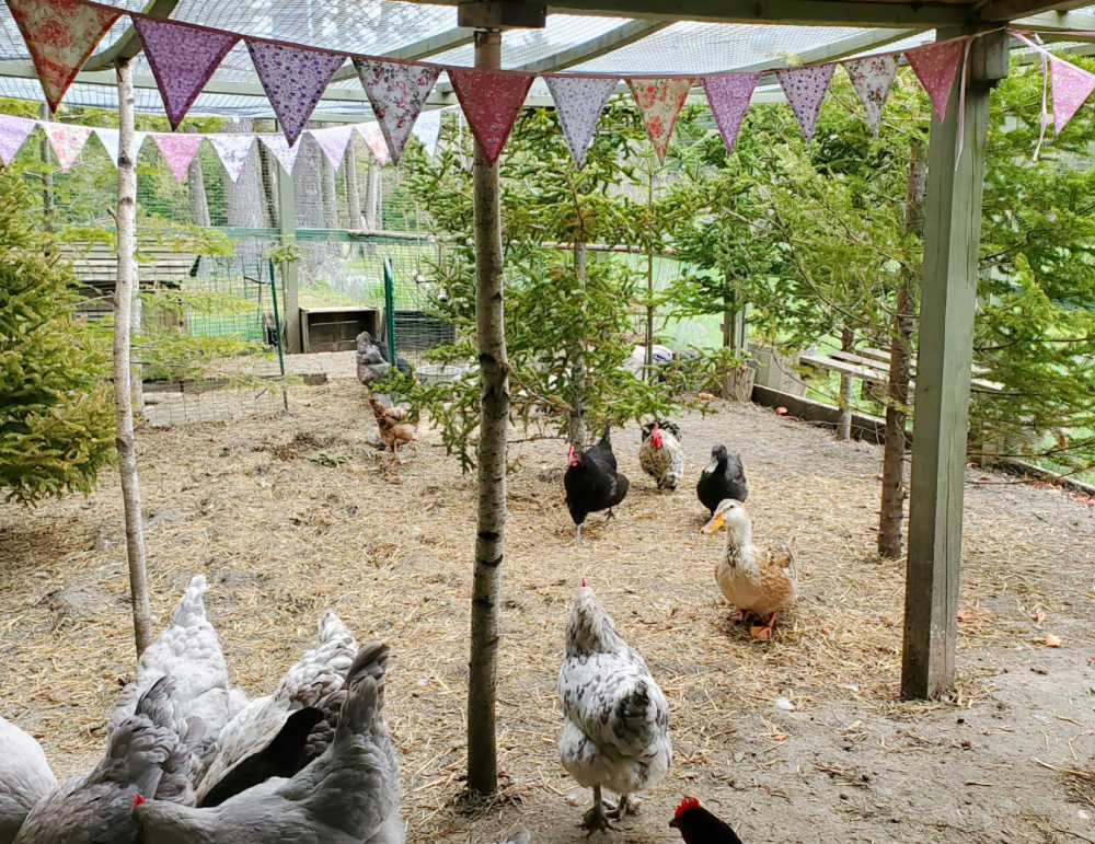 How to Build a PredatorProof Chicken Run Fresh Eggs Daily® with Lisa