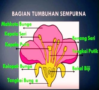 Perkembangbiakan generatif pada tumbuhan hanya bisa terjadi pada tumbuhan yang memiliki ….