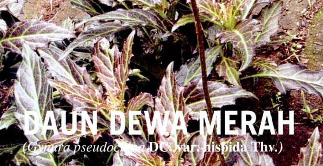 Tumbuhan obat Indonesia: daun dewa merah Daun Dewa Merah
