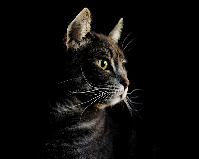 Black And Brown Cat Names Black And Brown Cat Names