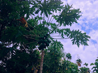 papaya tree in the middle of the plant field