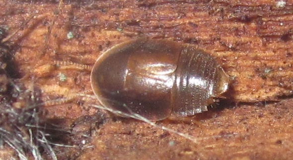 Myrmecoblattawheeleri%252312.JPG