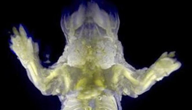 Ilmuwan Jepang Membuat Tikus Transparan tikus transparan