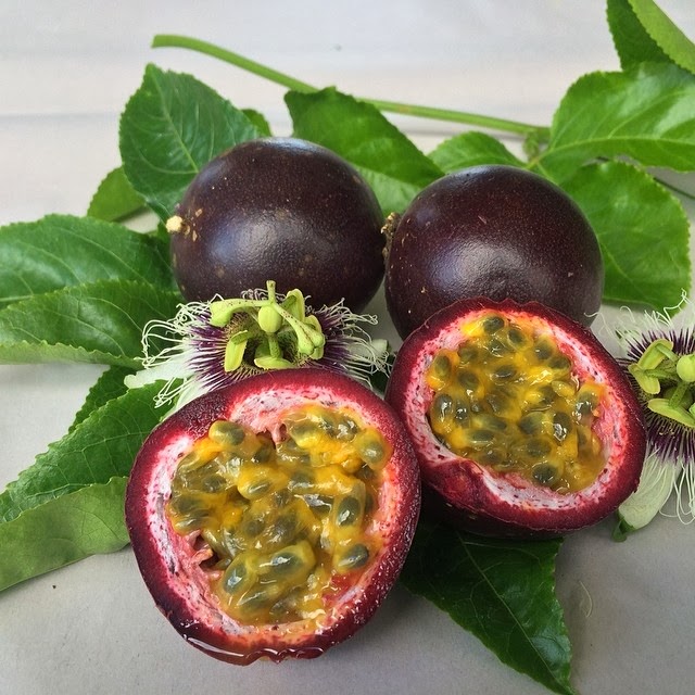 Daleys Fruit Tree Blog Grafted Black Passionfruit Vine