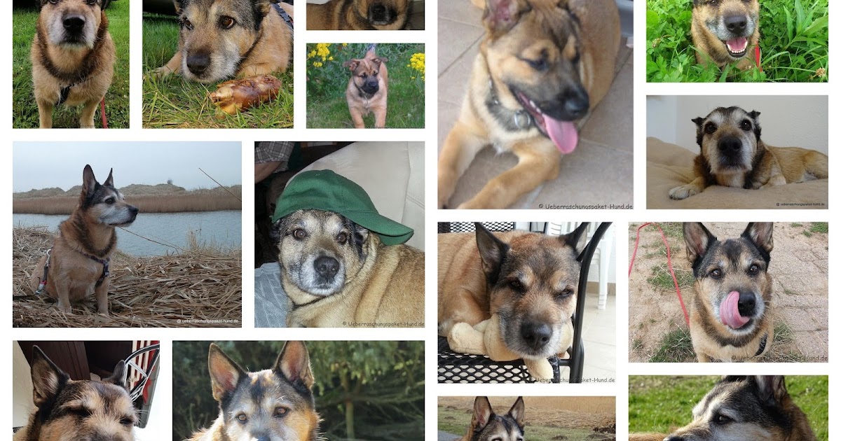 hund legt sich immer weg von mir