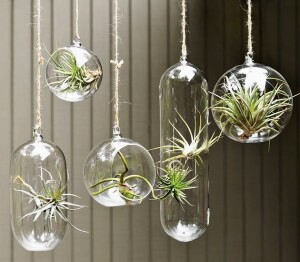 Hanging Ornamental Plants for minimalist