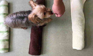 exercícios de fisioterapia com cães