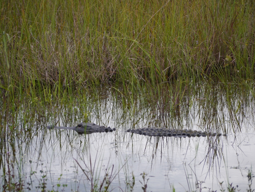 Everglades National Park Marais Flamingo Road Alligator