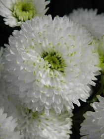 White pompon mum at the Allan Gardens Conservatory 2015 Chrysanthemum Show by garden muses-not another Toronto gardening blog