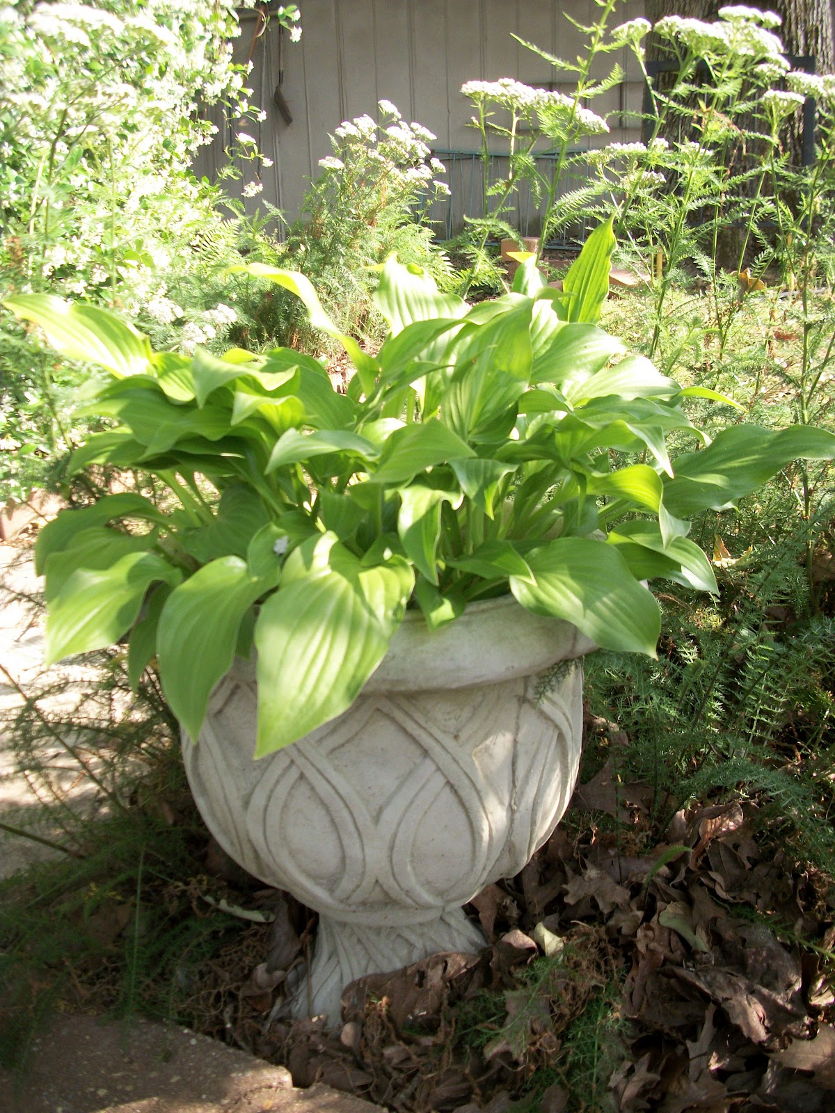 Scott County Master Gardener's BEAUTIFUL HOSTAS