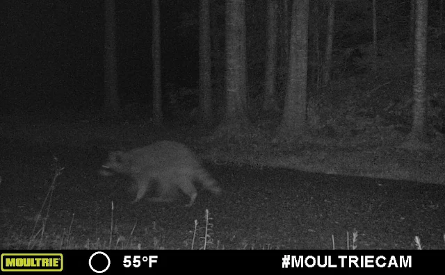 Raccoon on trail cam in the woods