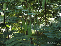 Ohai ali'i - poinciana seed pods - Foster Botanical Garden, Honolulu, HI