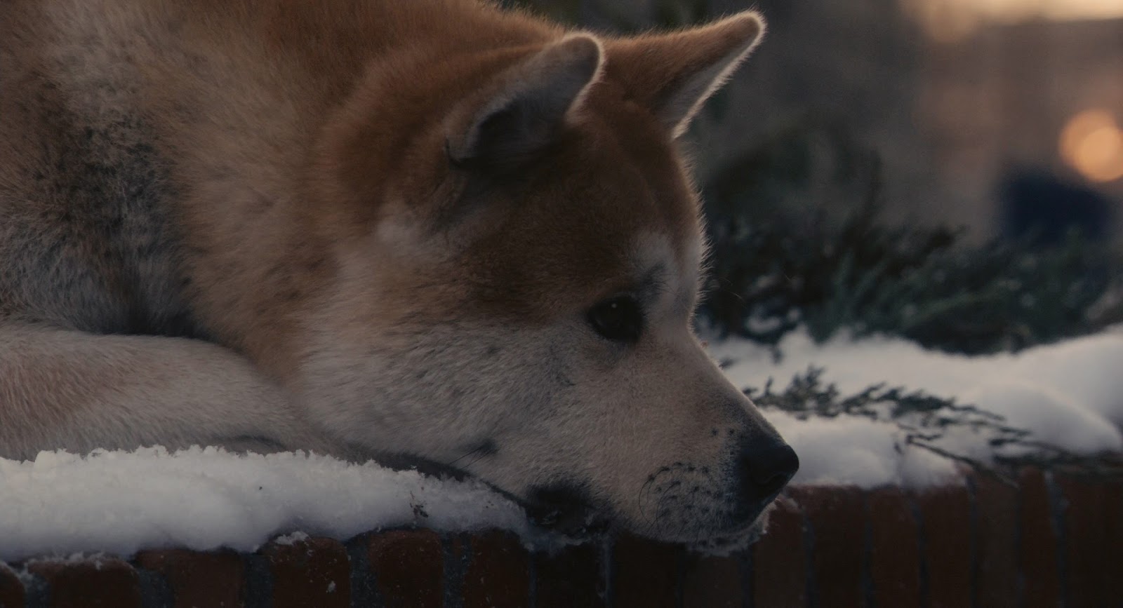 Hachiko+Siempre+a+tu+lado+%282009%29+FULL+HD+1080p+BDRip+Latino+-+Ingles+-+Descargatepelis.com.mkv_snapshot_00.57.19_%5B2020.01.11_08.21.05%5D.jpg (1600×867)