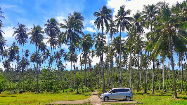 Jejeran ohi/ nohi (pohon kelapa) di salah satu desa di Pulau Nias