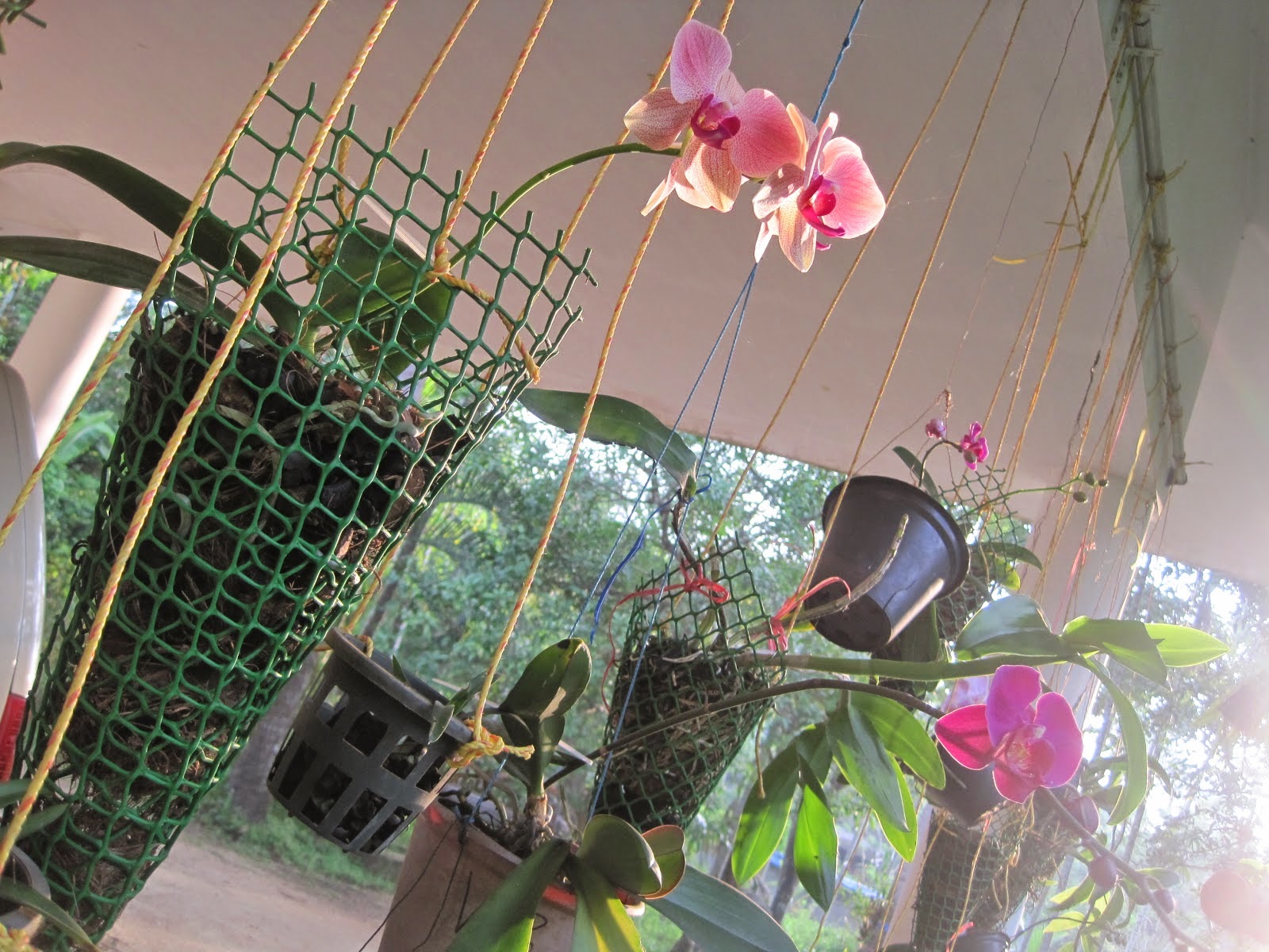 Aku Bukan Bidadari Diy Gubahan Mudah Hiasan Bunga Orkid