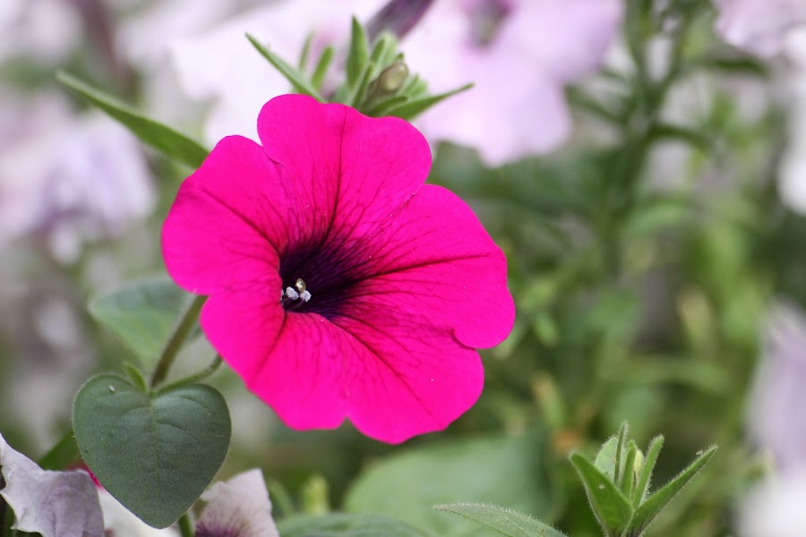 Cómo cultivar Gloria de la mañana a partir de semillas Plantas Cómo cultivar Gloria de la mañana a partir de semillas Plantas