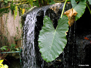 JARDÍN DE MARIPOSAS, BANGKOK. TAILANDIA 