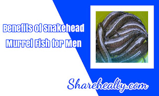 7 Benefits of Snakehead Murrel Fish for Men as a Stamina Enhancer and Health for Reproductive Organs