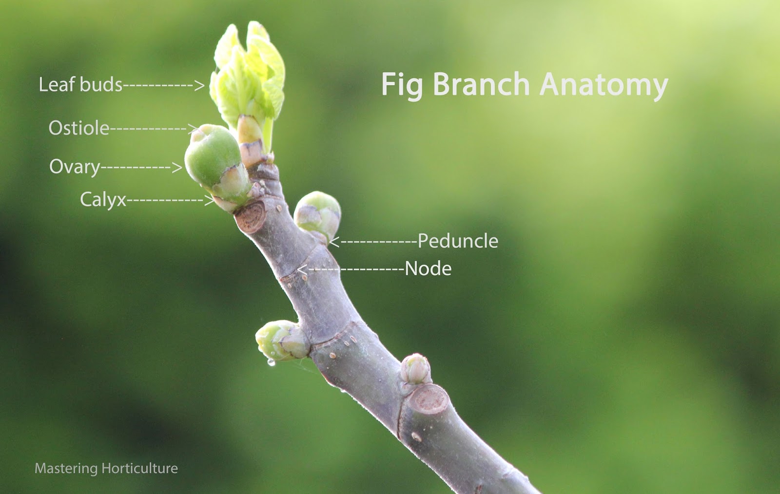 systematisk Min Jeg spiser morgenmad Mastering Horticulture: Have You Really Seen a Fig Flower?