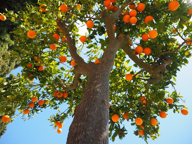 Pohon buah tidak berbuah