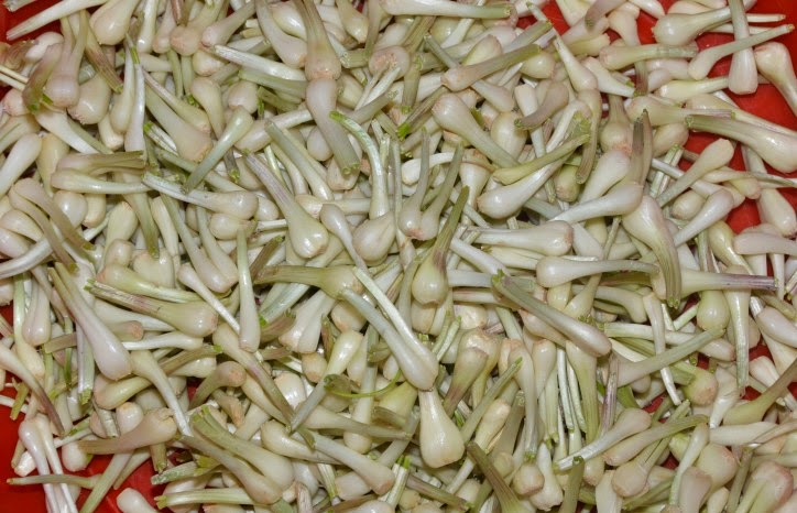 Thanh's Kitchen: Cu Kieu (Pickled Chinese Onions)--my grandfather's method