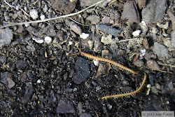 centipede soil sluggin along references insects