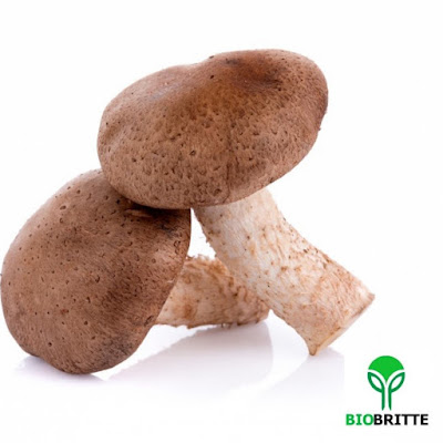 Shittake Mushroom Training