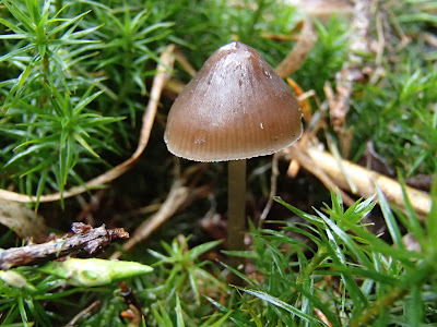 Mycena strobilicola – grzybówka wiosenna