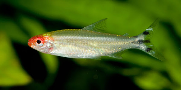 9 أنواع من الأسماك لا يجب عليك تناولها