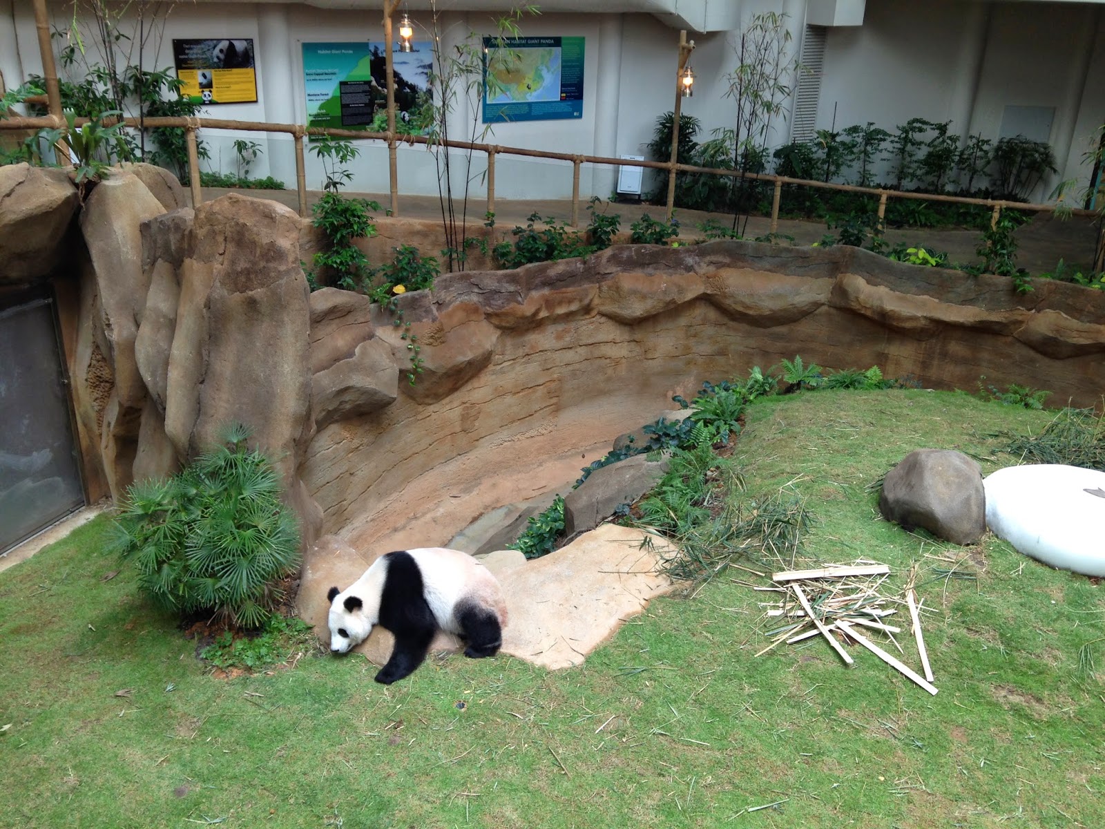 Beanspout Blog - Most Popular Blog in Malaysia: Panda Bears at Zoo Negara