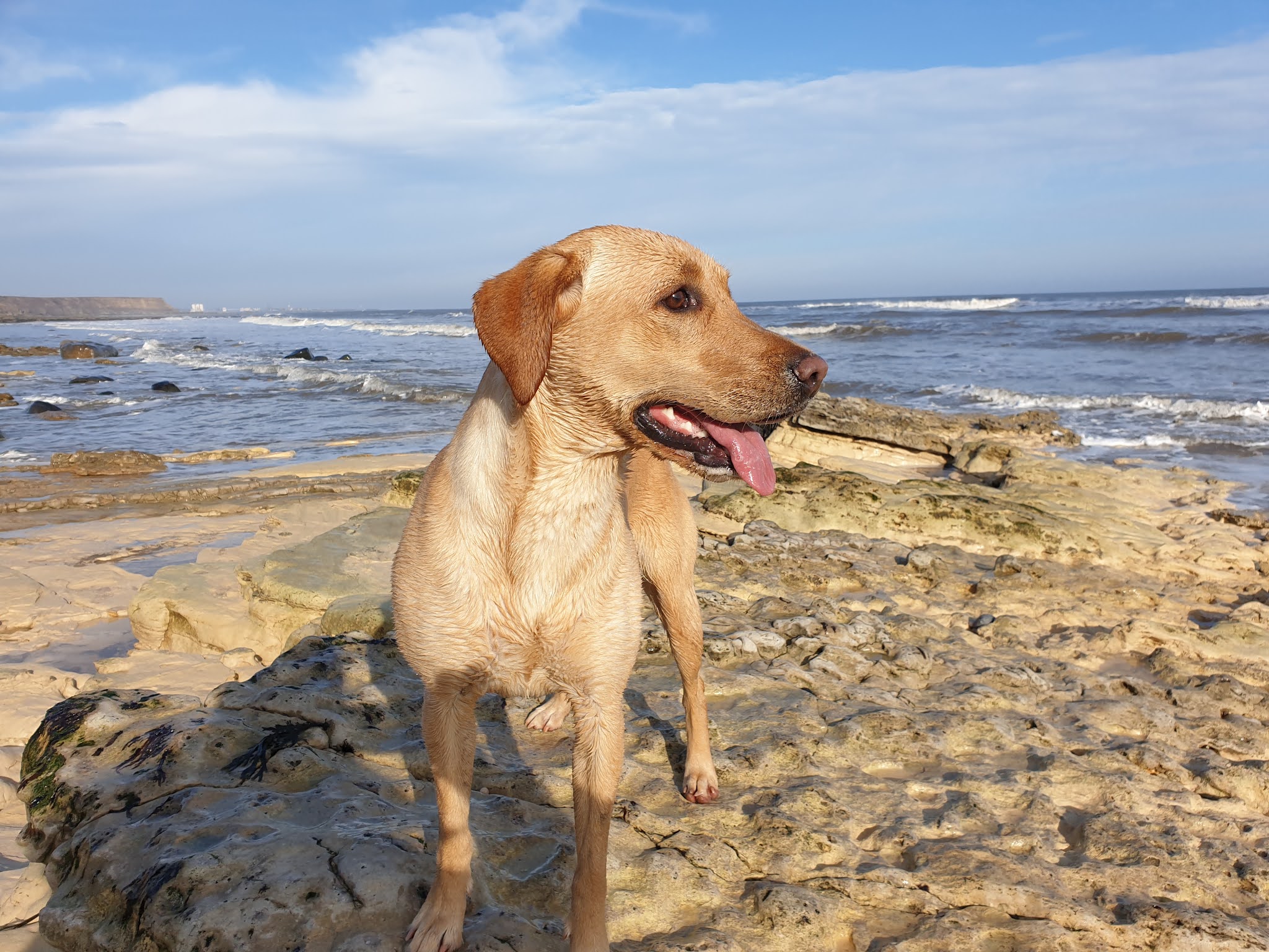Cuckavalda Gundogs North Yorkshire Friday Favourite