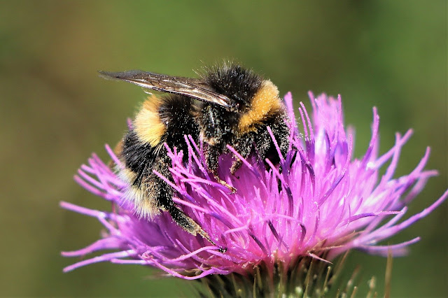 Polinización en una flor de cardo