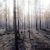 WWF Ελλάς : Απροετοίμαστοι για τις δασικές πυρκαγιές, δεν υπάρχουν περιθώρια