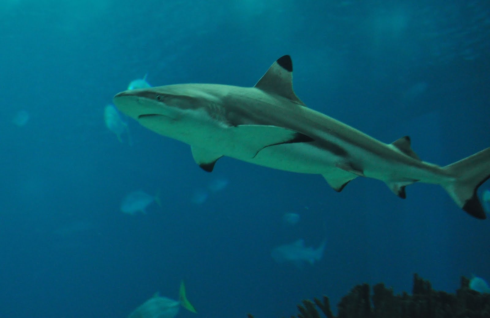 ZOOTOGRAFIANDO (MI COLECCIÓN DE FOTOS DE ANIMALES): TIBURÓN DE PUNTAS