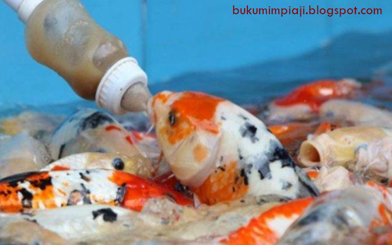 21 Arti Mimpi Tentang Ikan Koi Menurut Primbon Jawa Dan Islam Buku Mimpi