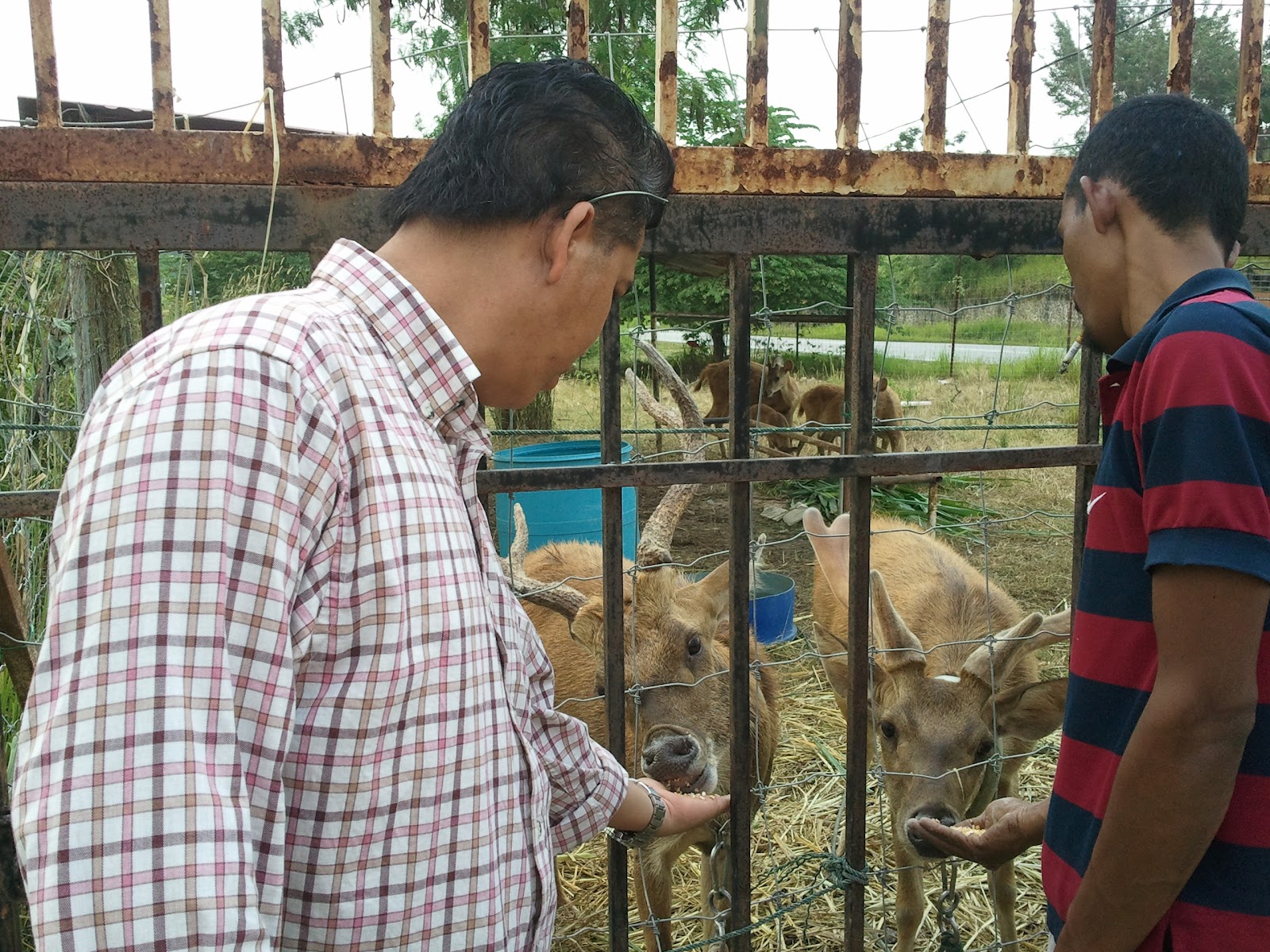 RUSA TERNAK TEMPATAN PALING MURAH: RUSA TERNAK TEMPATAN PALING MURAH