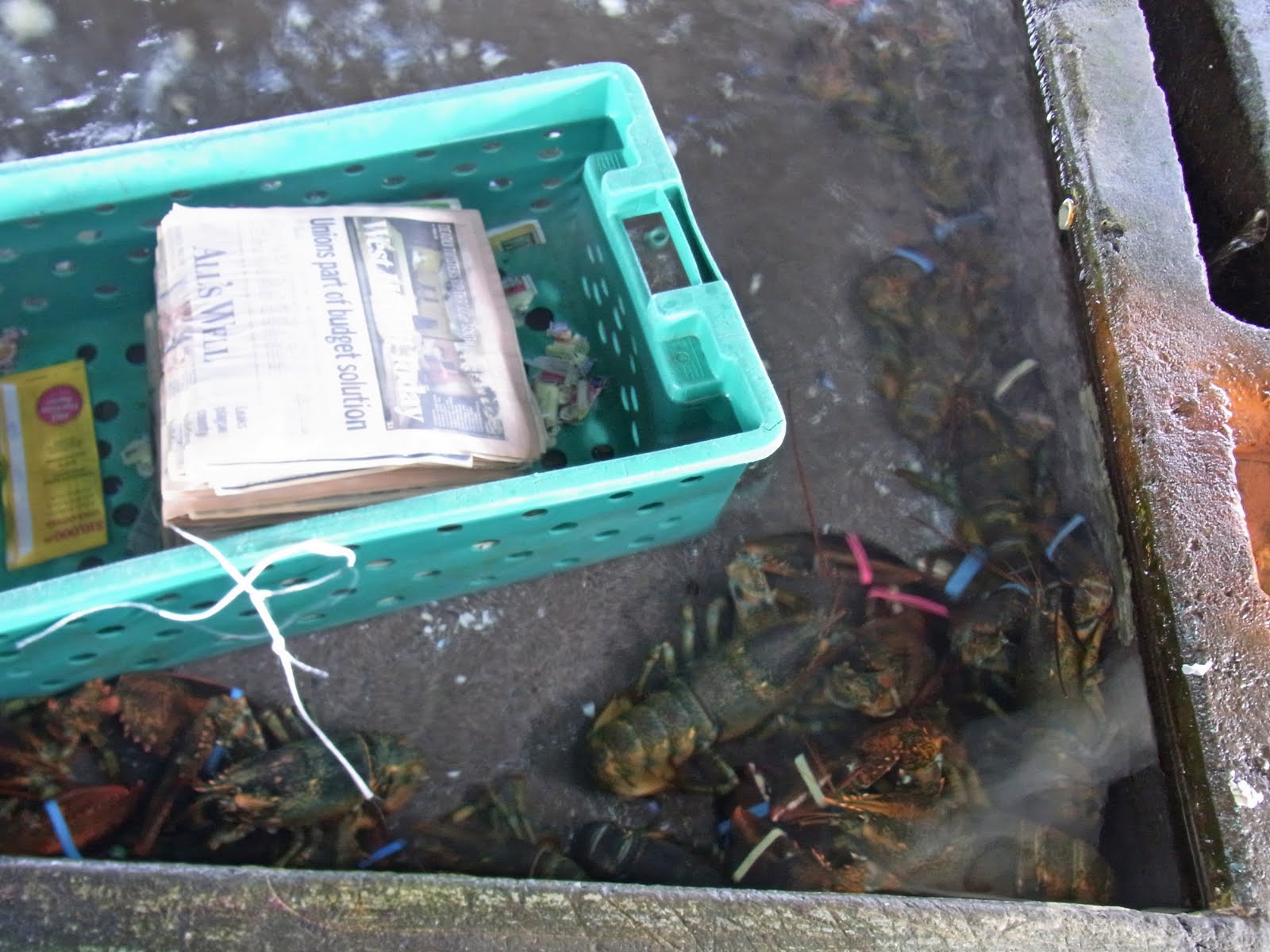 Casual Japanese Bystander Kona Cold Lobsters