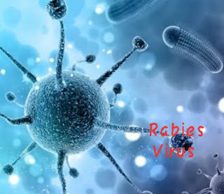 Rabies Virus