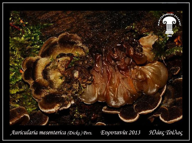 Auricularia mesenterica (Dicks.) Pers.