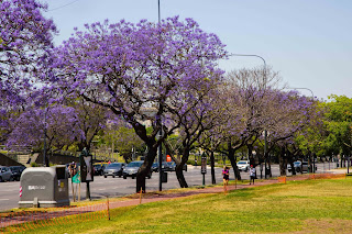 Jacarandás de Buenos Aires. Comenzó el proceso de floración.