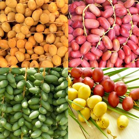 Fakta-fakta Khasiat Kurma Muda, Solusi Bagi yang Belum Dikaruniai Momongan Fakta-fakta Khasiat Kurma Muda, Solusi Bagi yang Belum Dikaruniai Momongan