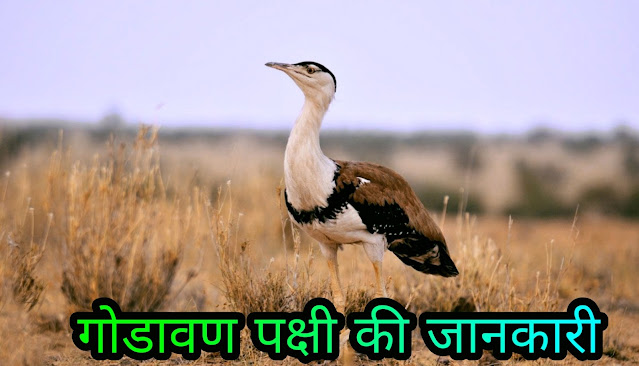 गोडावण पक्षी की जानकारी Godawan Bird Information In Hindi